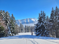 La forêt et la dent d'Arclusaz